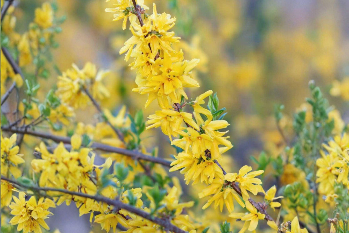10 Weeping Forsythia Seeds β Golden Bell Ornamental Shrub