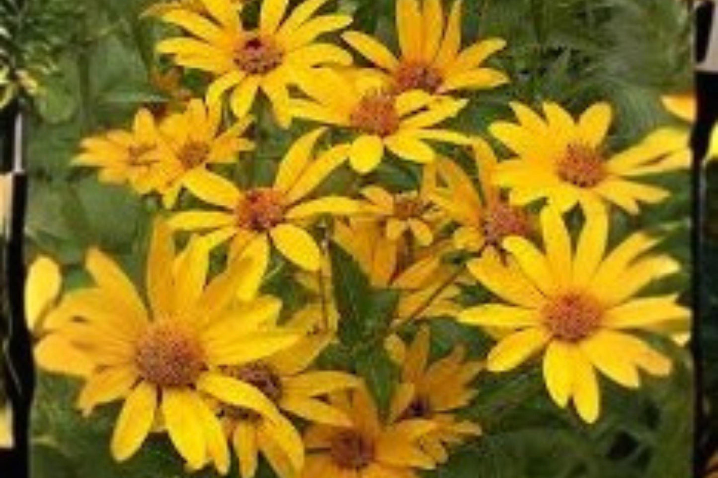 Early Sunflower Seeds: Fast Blooming, Pollinator Friendly (250 mg)