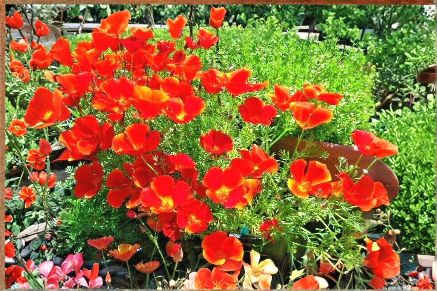 50 California Poppy Seeds β Eschscholzia californica β Native Wildflower β Drought Tolerant β Orange Blooms