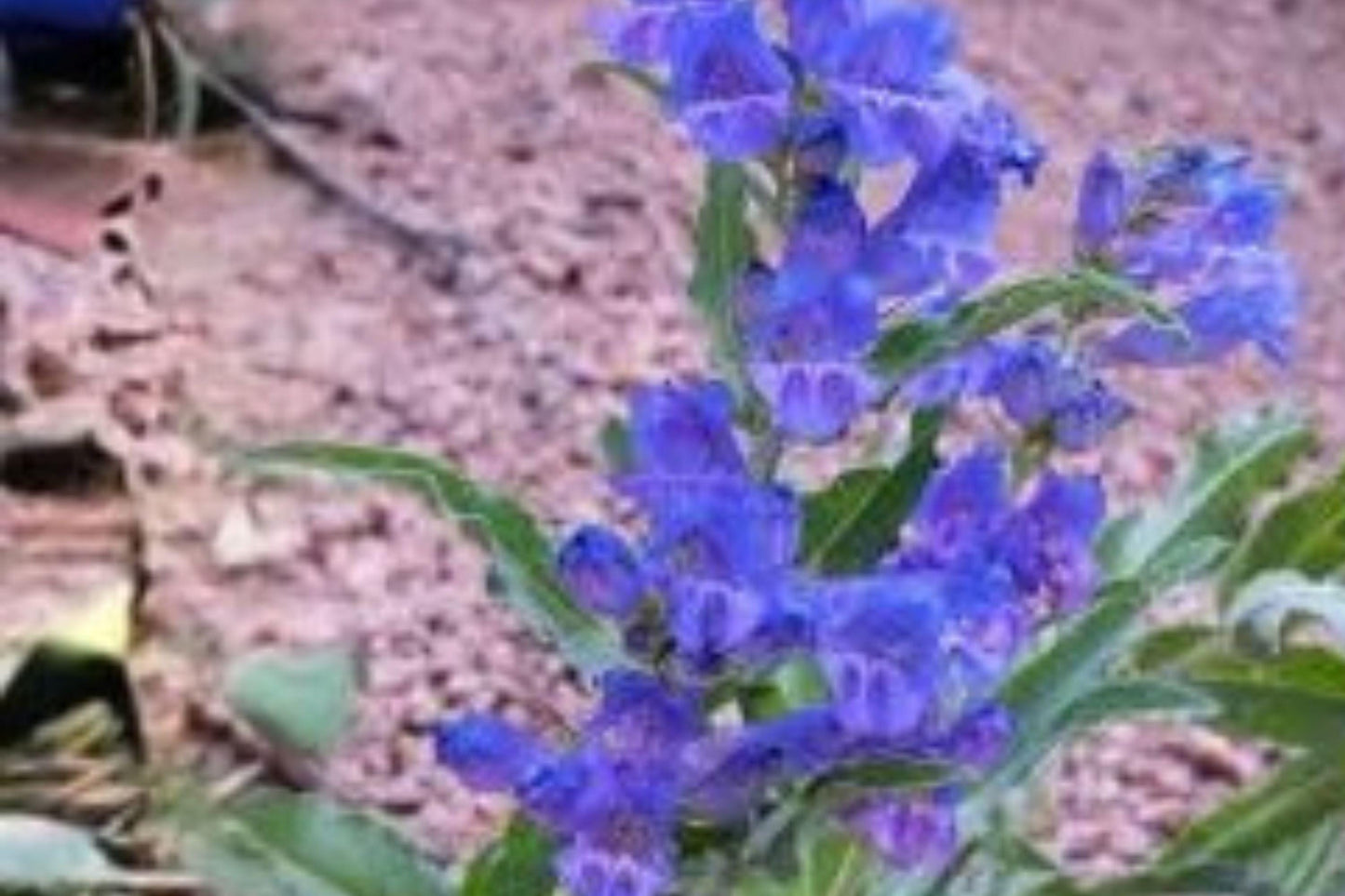 Alpine Penstemon Seeds: Blue Violet Wildflower, Pollinator Garden (100 mg)