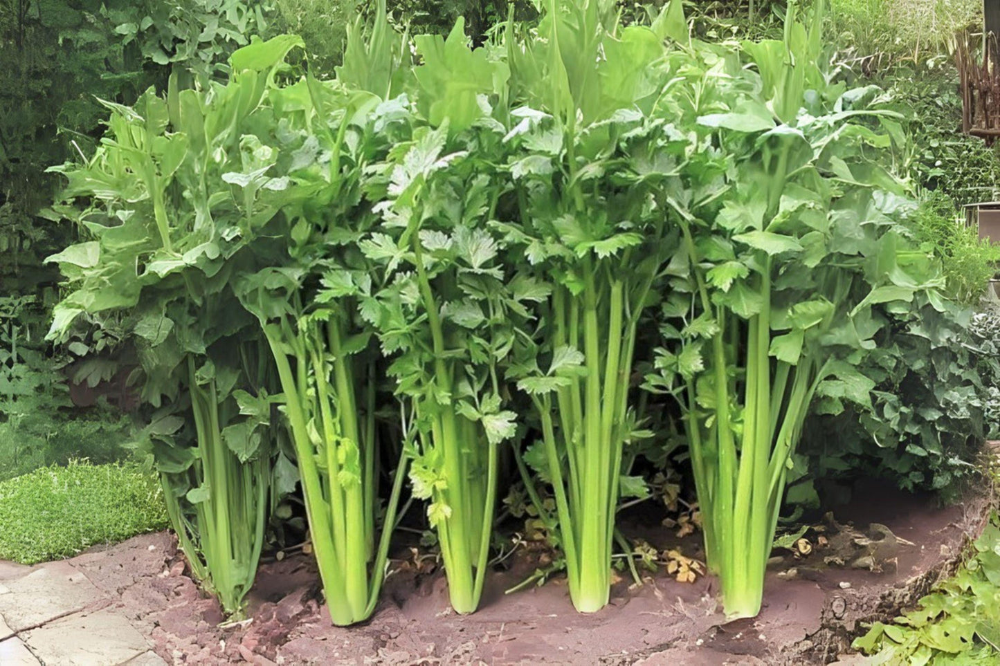 Chinese Celery Kintsai Seeds: Aromatic Heirloom, Dark Green