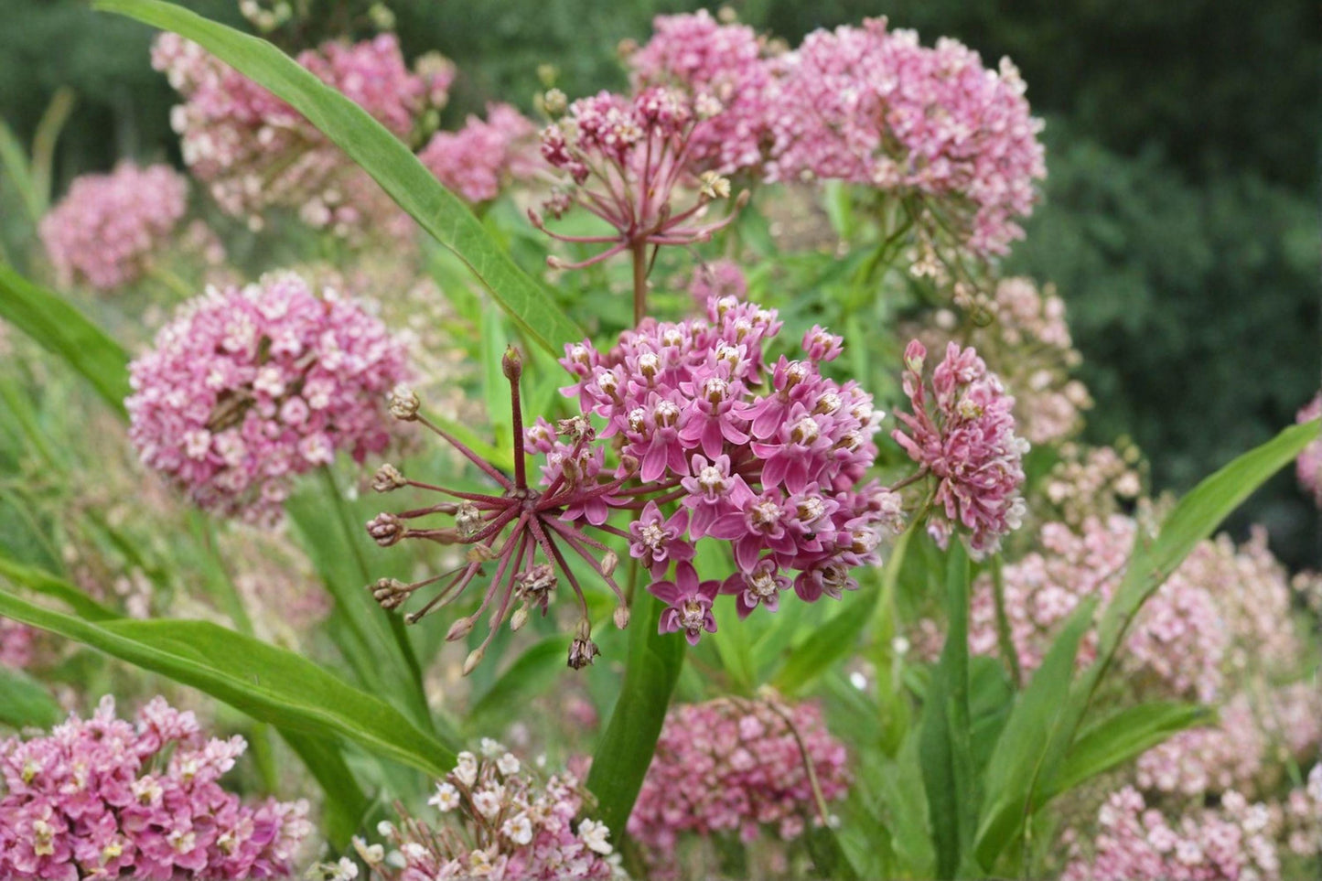 15 Rose Milkweed Seeds – Asclepias incarnata – Monarch Butterfly Host Plant