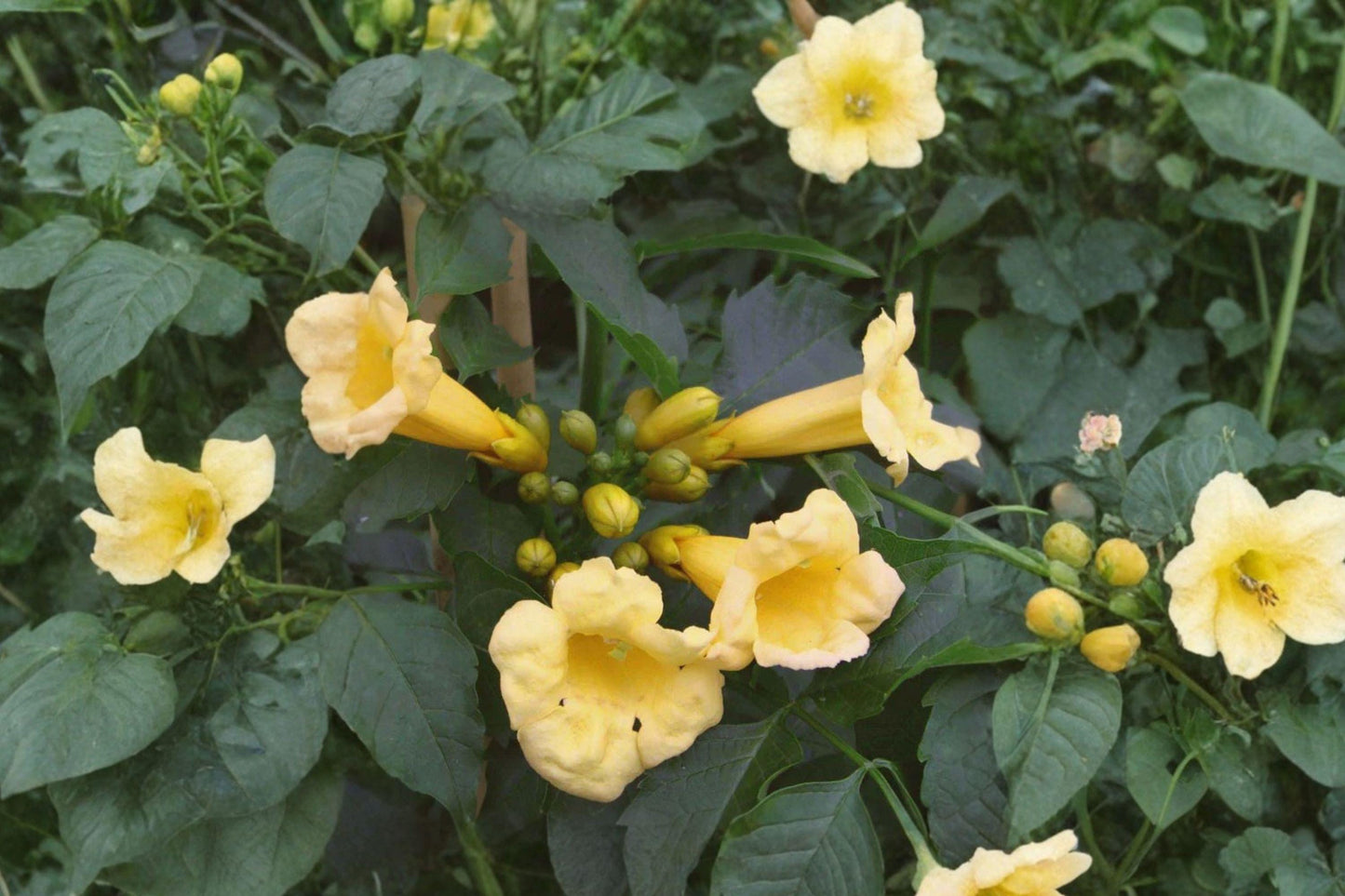 20 Yellow Trumpet Vine Seeds β Campsis radicans Flava β Hummingbird Vine β Climbing Flower