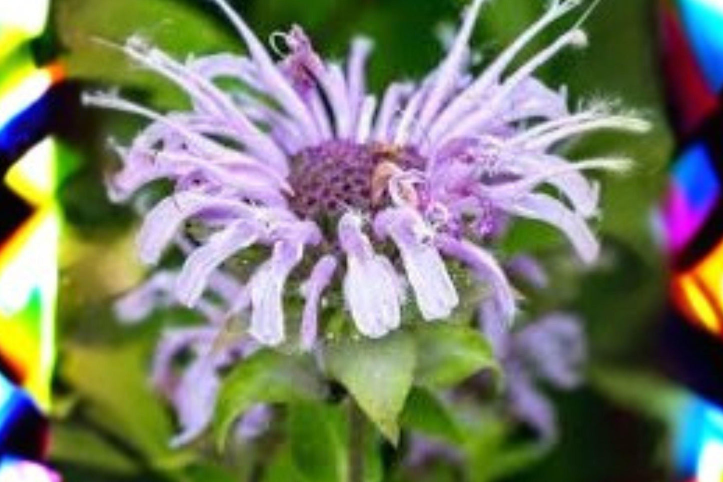100 Seeds Monarda fistulosa — Wild Bergamot, Aromatic Native Bee Balm for Meadows & Pollinator Gardens