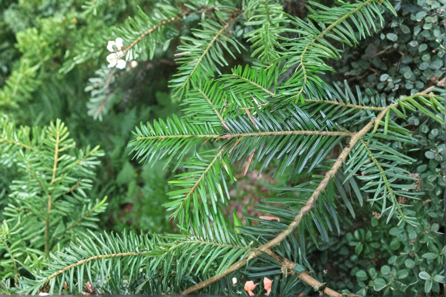 10 European Silver Fir Seeds – Abies Alba Christmas Tree