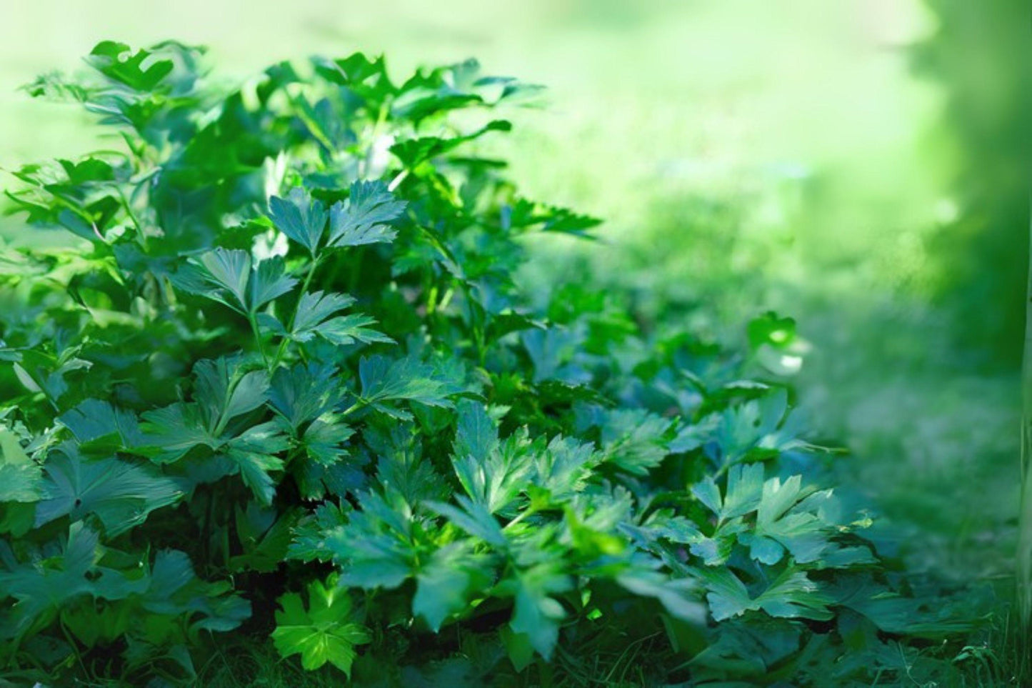 500 Italian Giant Parsley Seeds: Dark Green Heirloom Herb