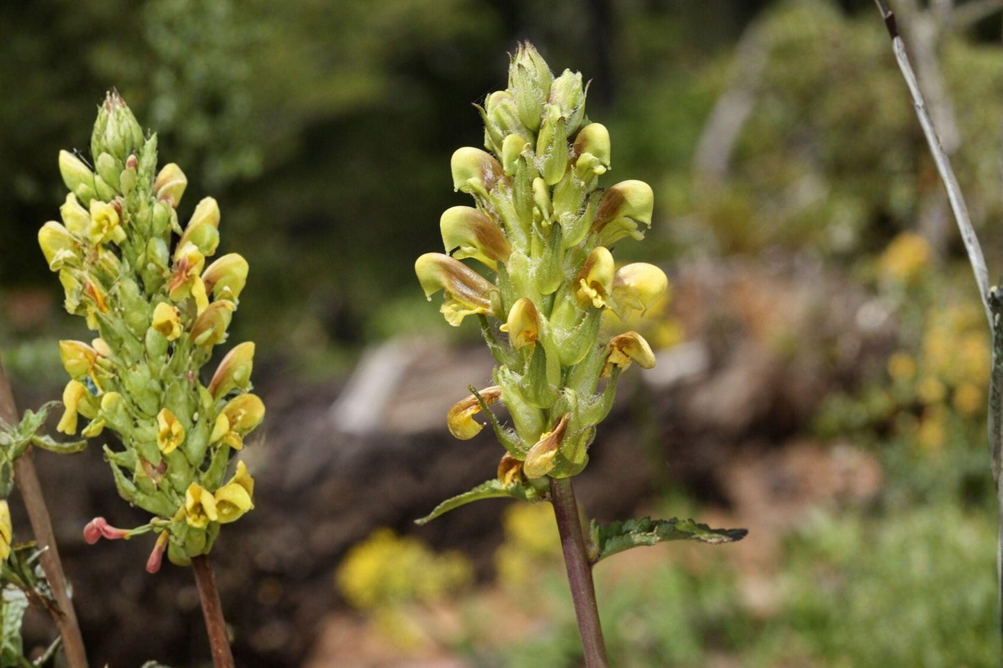 100 Giant Lousewort Seeds β Pedicularis procera β Rare Wildflower β Native Perennial β Moist Meadow Plant