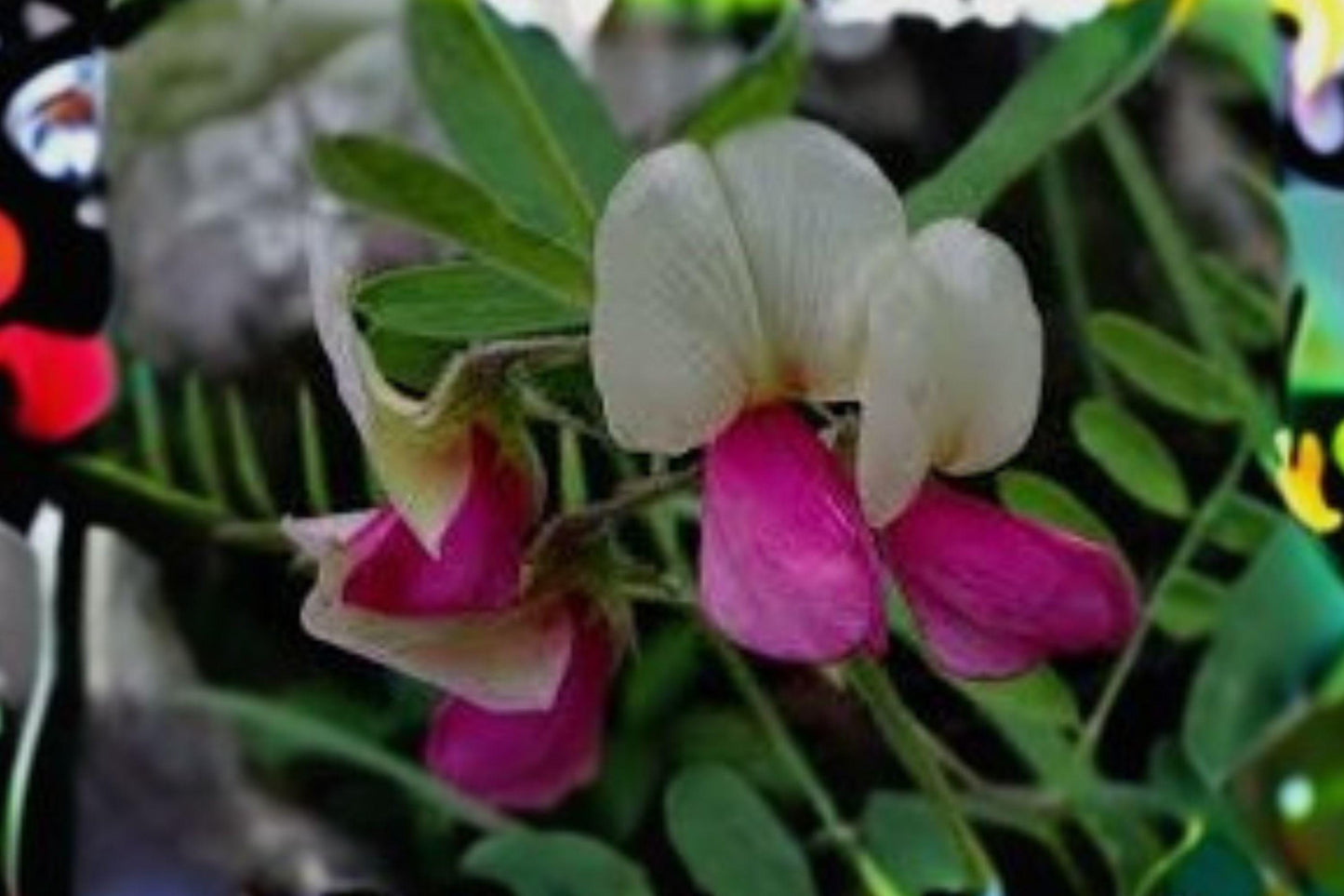 10 Seeds Tephrosia virginiana — Goat’s Rue, Native Perennial Wildflower for Dry Meadows & Prairies