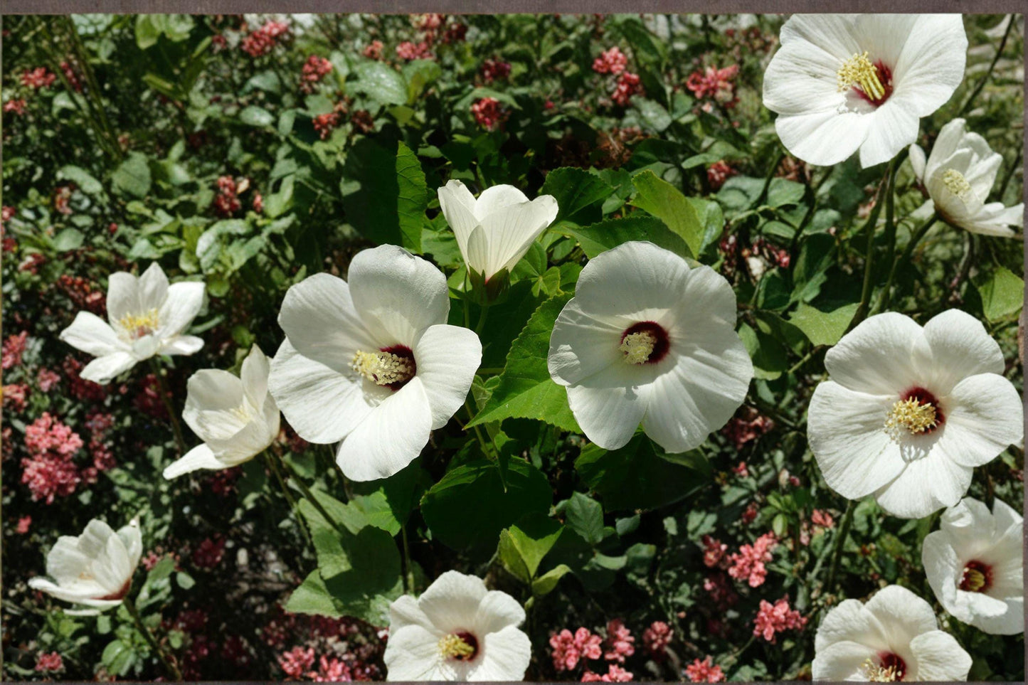 25 Hibiscus lasiocarpos Seeds – Woolly Rose Mallow – Native Wetland Flower