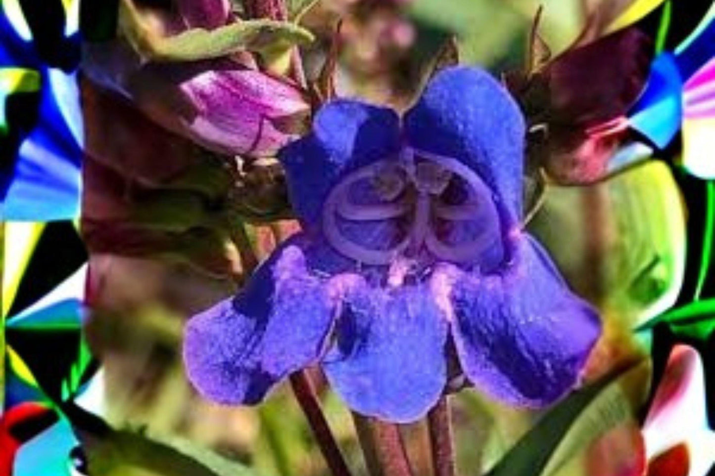 100 mg Penstemon acuminatus Seeds – Native Blue Penstemon Wildflower for Pollinator & Meadow Gardens
