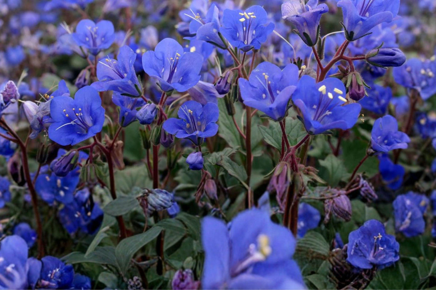 100 California Bluebells Seeds – Phacelia campanularia – Desert Wildflower – Pollinator Plant