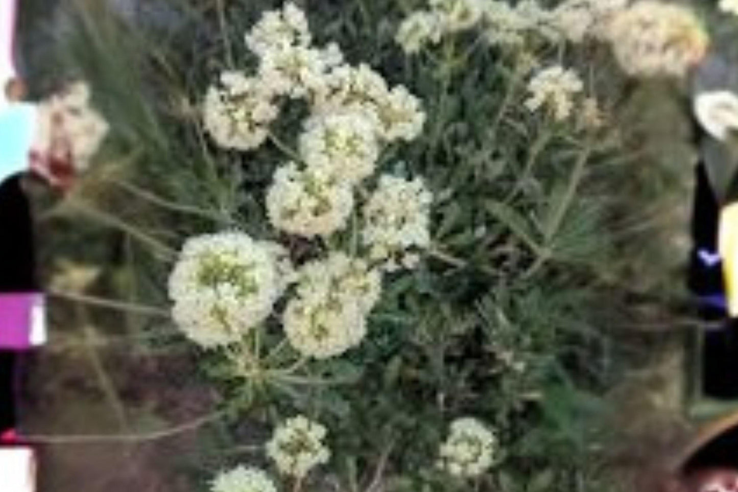 50 Seeds Eriogonum heracleoides — Parsnipflower Buckwheat, Hardy Native Perennial for Dry Slopes & Meadows