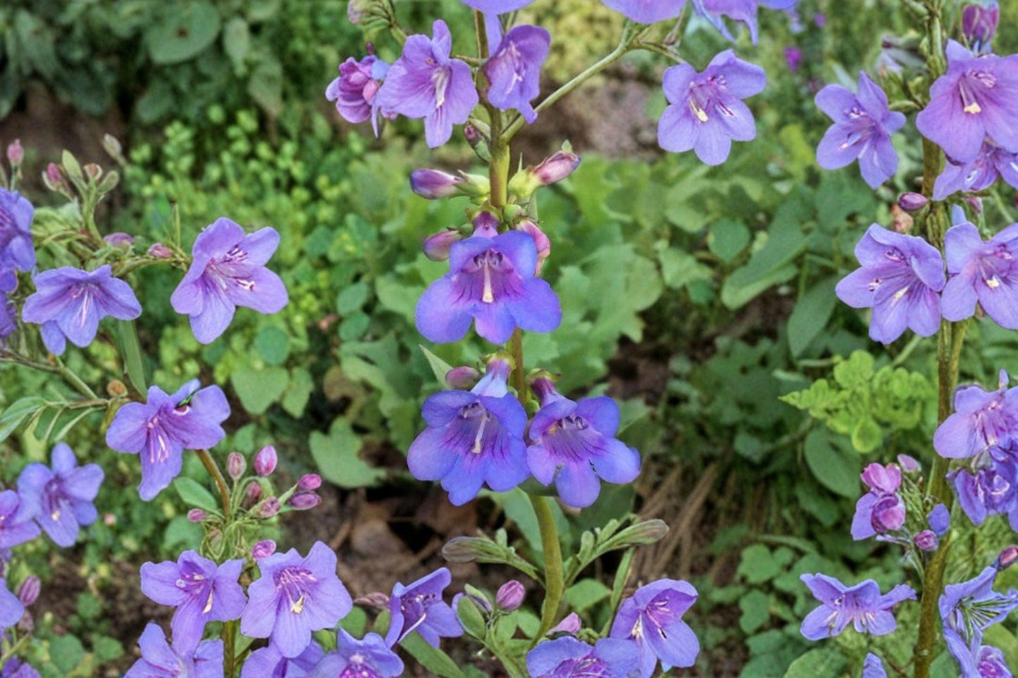 100 mg Penstemon cyanocaulis Seeds – Blue Penstemon Wildflower for Pollinator and Native Garden Planting