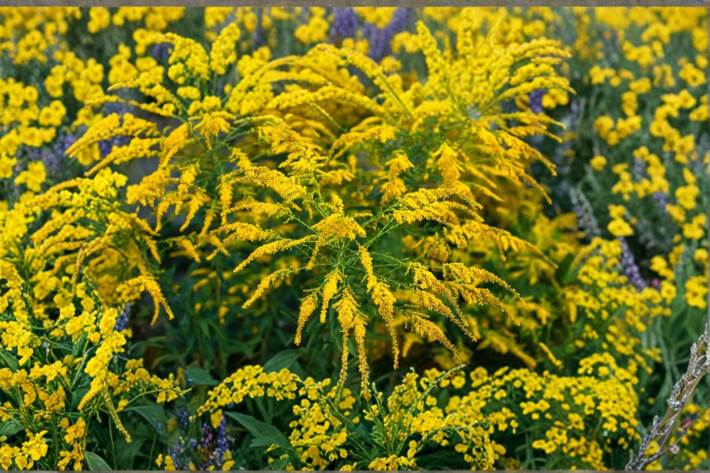 100 Showy Goldenrod Seeds – Solidago speciosa – Native Wildflower – Pollinator Plant – Fall Blooms