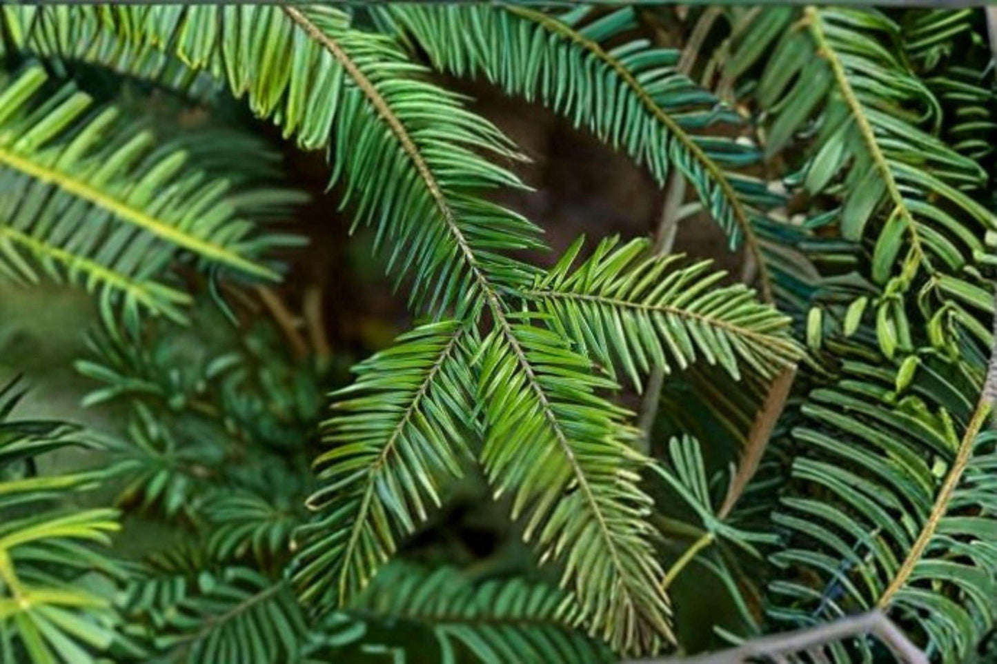 Balsam Fir Tree Seeds: Fragrant Evergreen Christmas Tree (250 mg)
