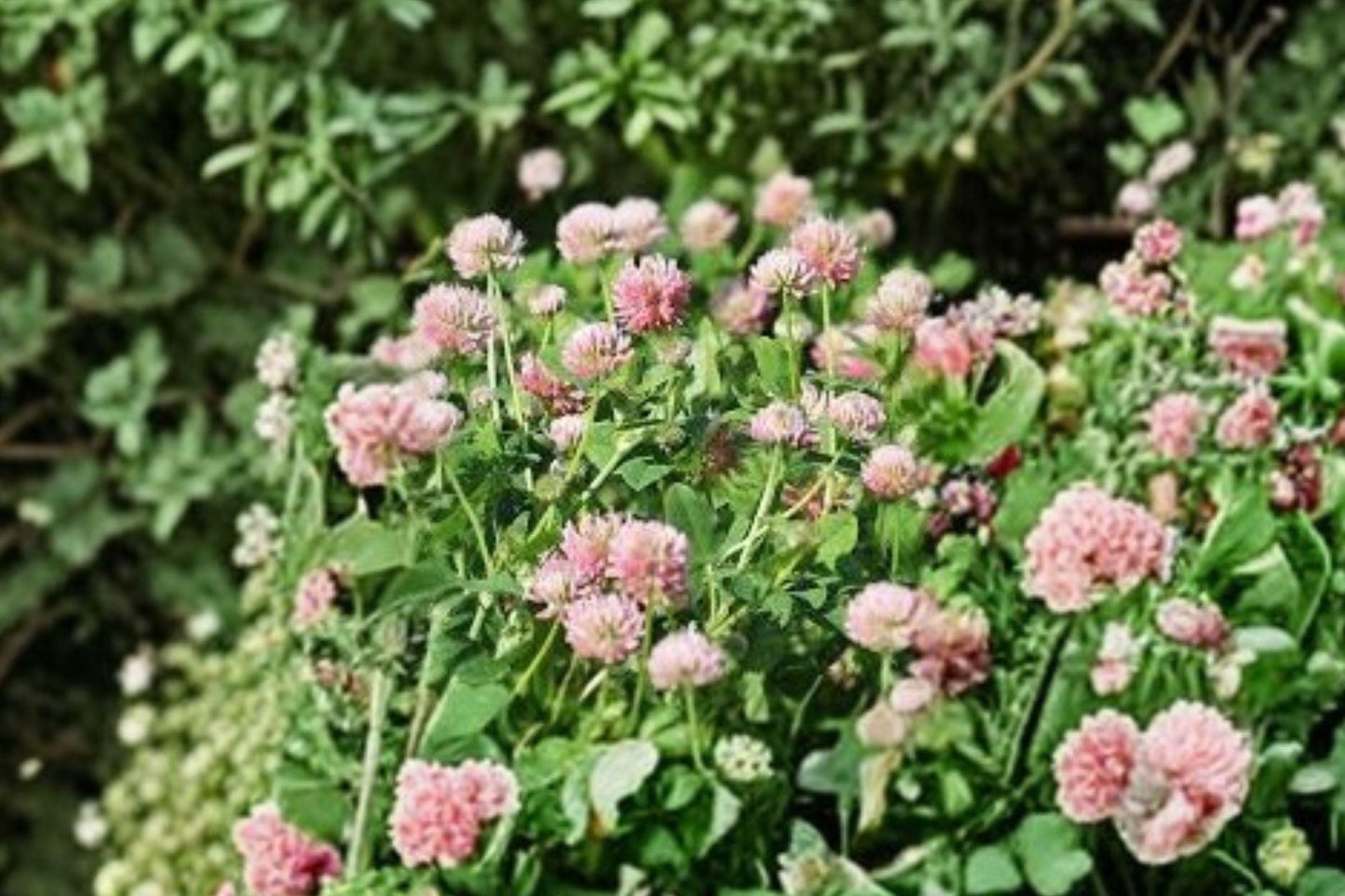 100 Alsike Clover Seeds – Trifolium hybridum – Pollinator Plant – Cover Crop – Nitrogen Fixer