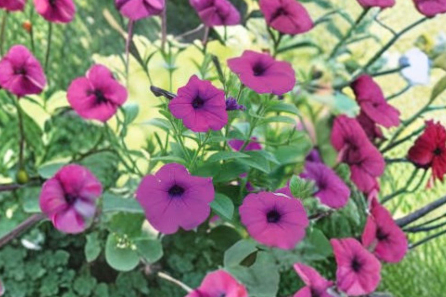 100 Shanin Wild Petunia Seeds – Petunia violacea – Purple Annual Flower – Cottage Garden