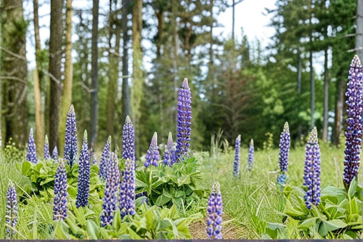 500 mg Large Leaf Lupine Seeds (Lupinus polyphyllus) – Colorful Perennial Wildflower for Pollinator Gardens