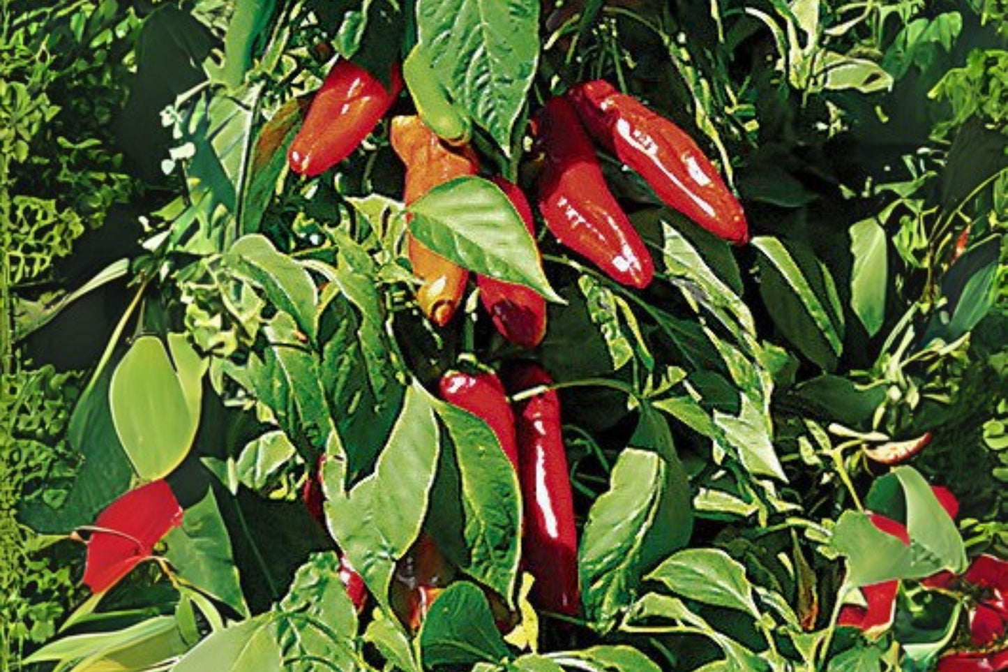 Ms. Junie Hot Pepper Seeds: Spicy Non-GMO Chili (250 mg)