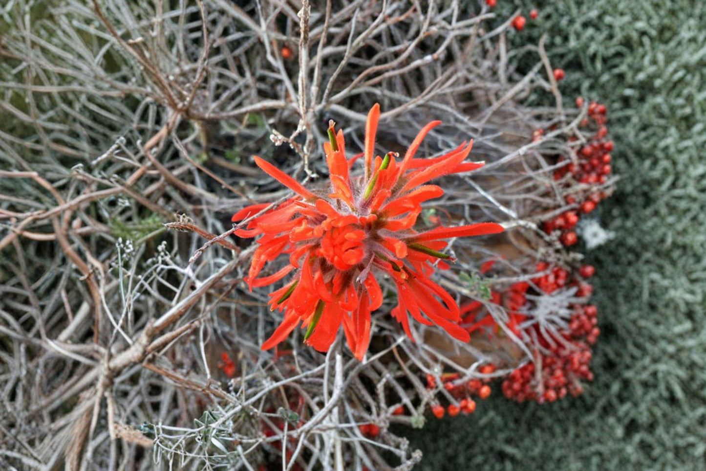 50 Seeds for Planting Castilleja angustifolia v. dubia – Northwestern Indian Paintbrush Wildflower