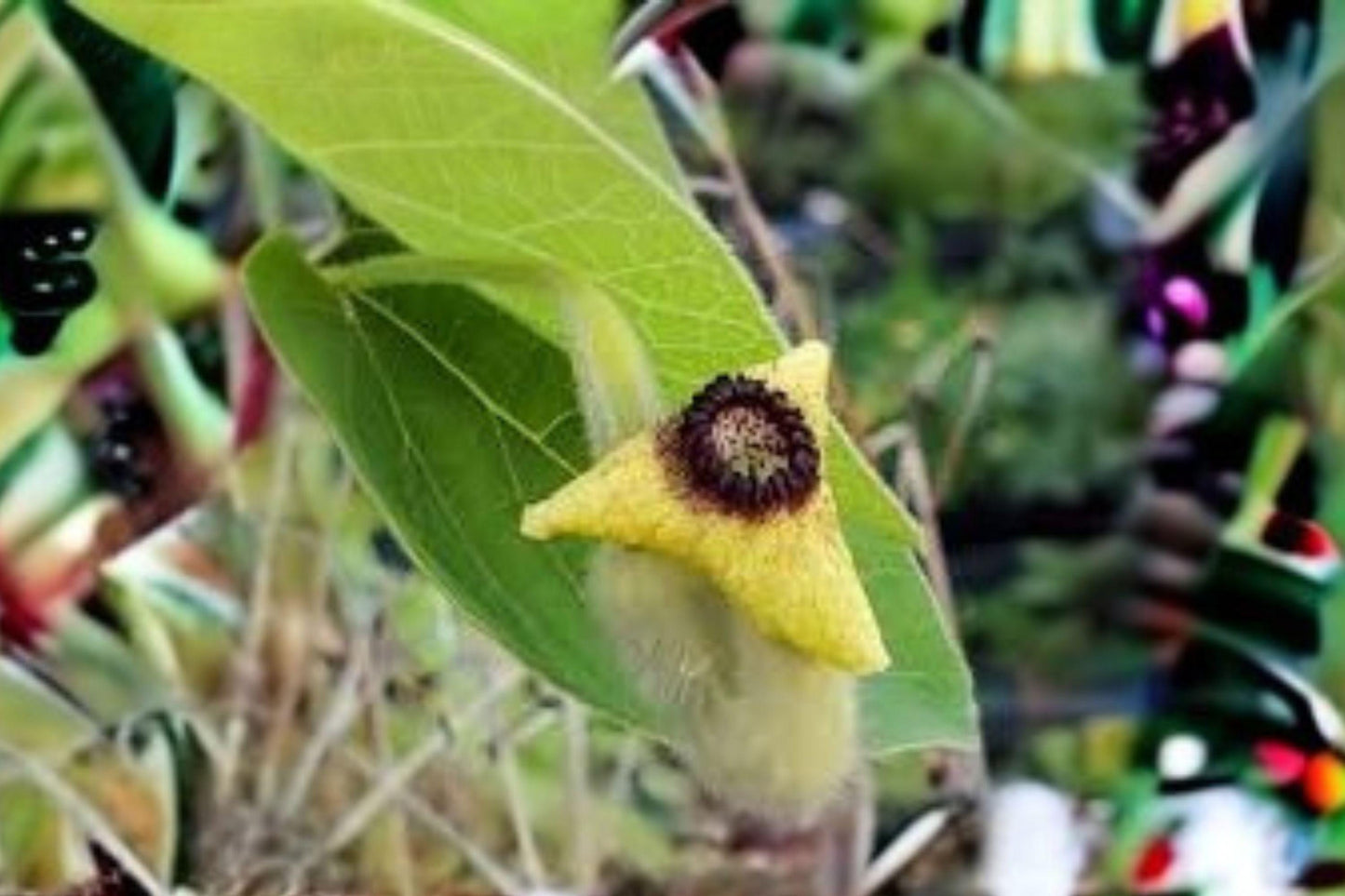 10 Dutchman's Pipevine Seeds – Hardy Shade Climber, Swallowtail Host