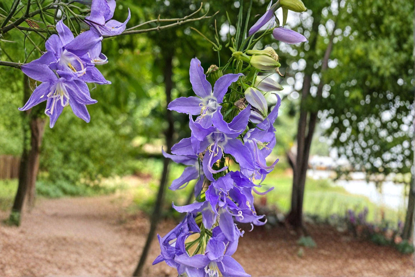 500 Tall Bellflower Seeds – Native Blue Wildflower, Pollinator Garden