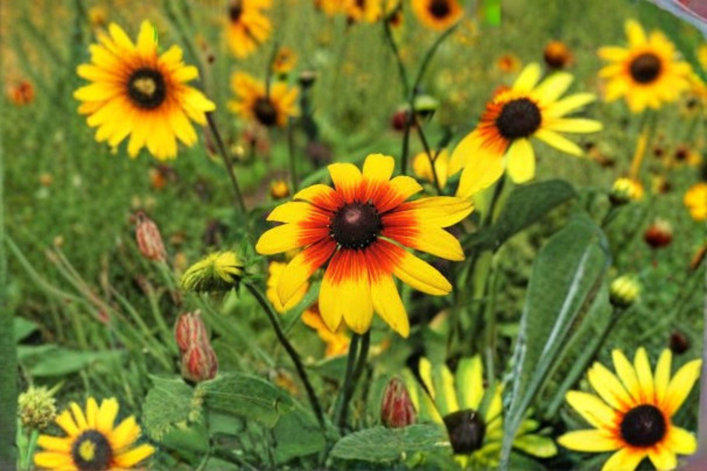 100 Seeds Rudbeckia hirta — Gloriosa Daisy, Vibrant Yellow-Red Blooms for Summer Gardens