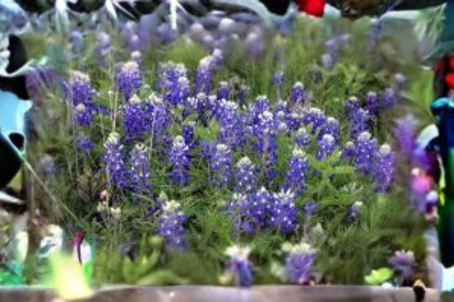1 g Texas Bluebonnet Seeds – Lupinus texensis Wildflower for Pollinator & Native Gardens