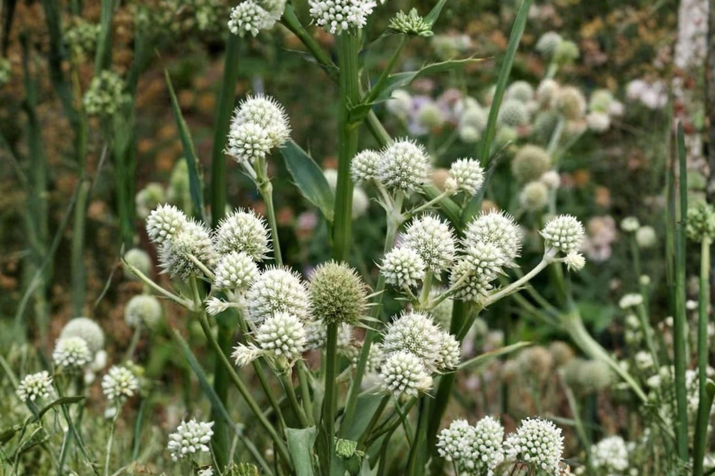 100 Rattlesnake Master Seeds – Eryngium yuccifolium – Native Prairie Wildflower – Pollinator Plant