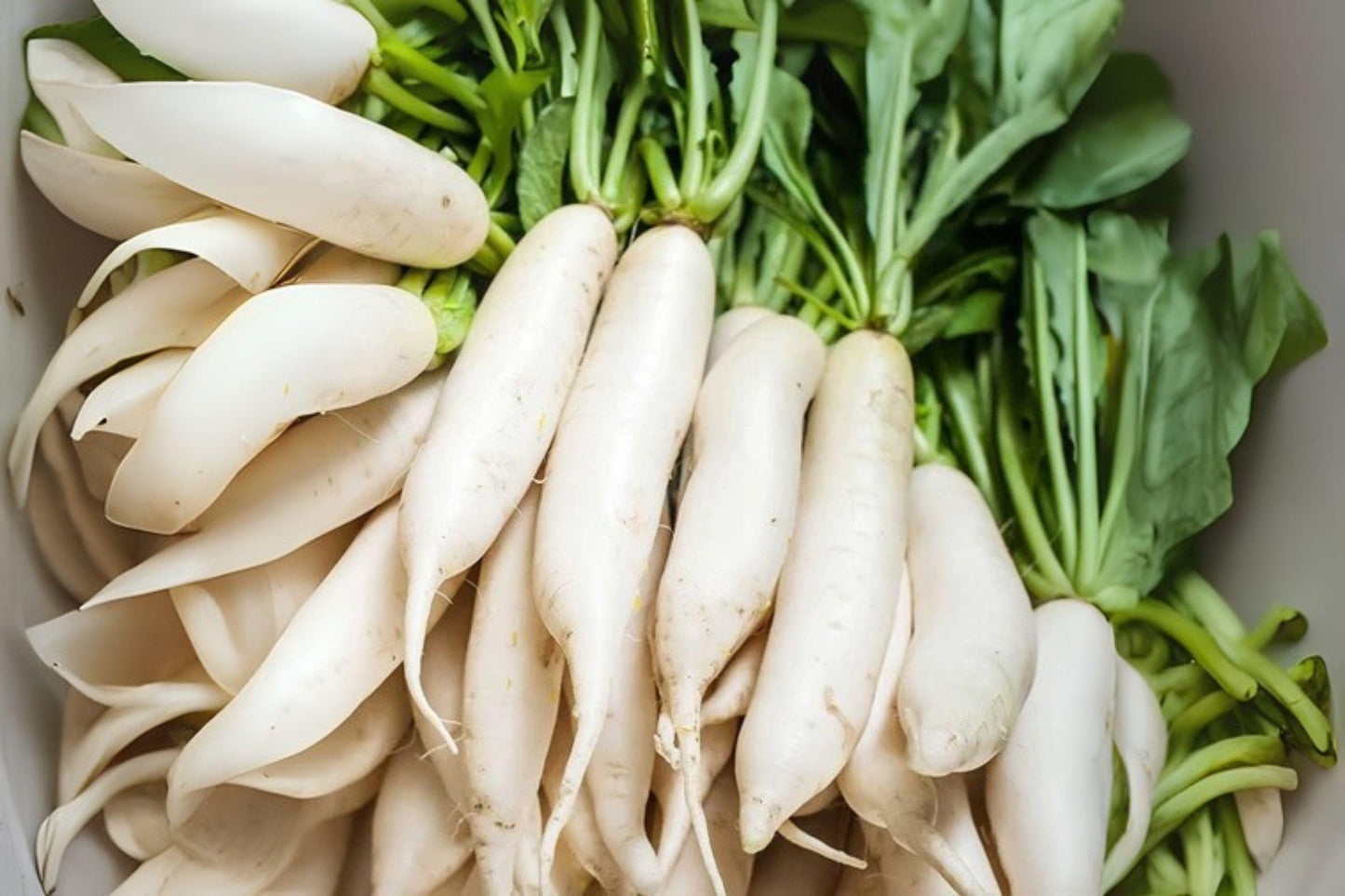 Japanese Minowase Daikon Radish Seeds: Heirloom Asian Vegetable