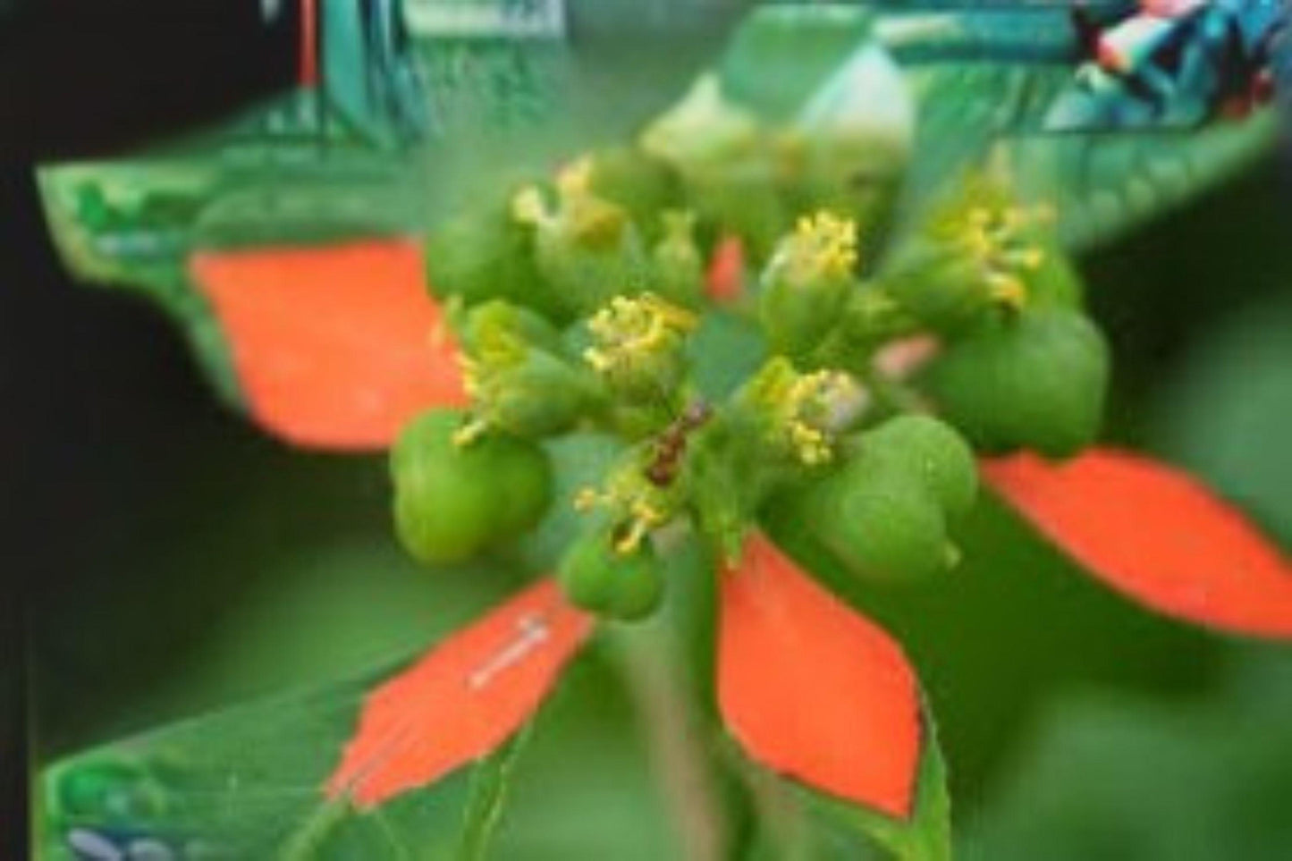 10 Seeds for Planting Fire-on-the-Mountain – Euphorbia Cyathophora, Annual Ornamental Plant with Red-Green Bracts