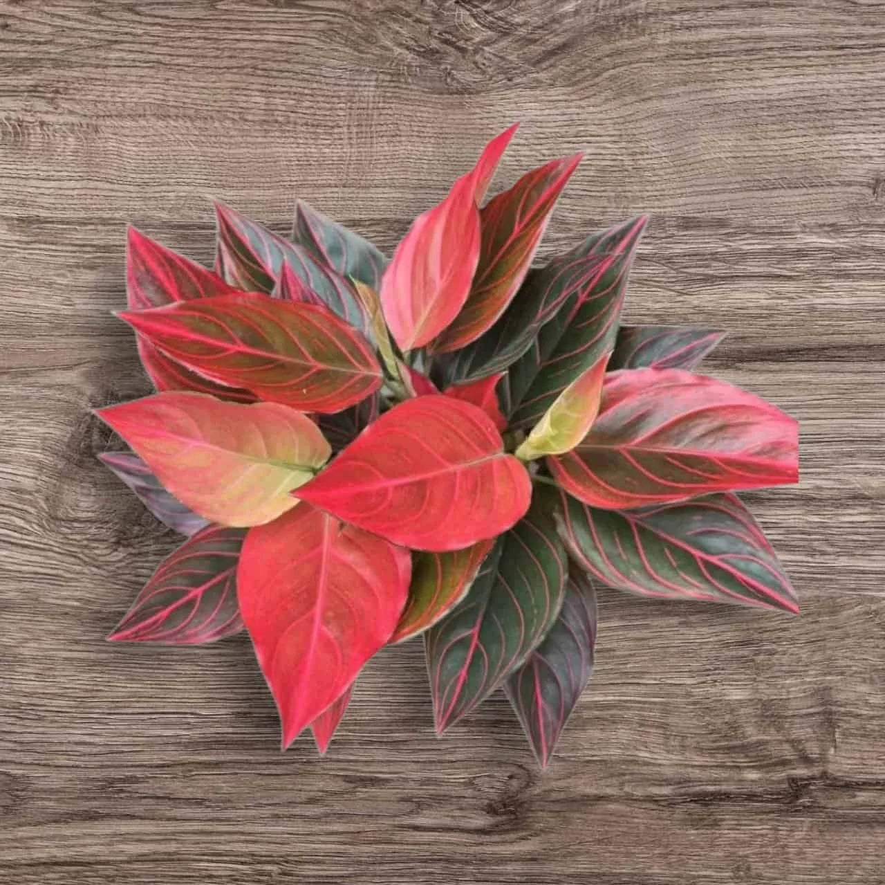 1 Aglaonema Red Vein – Rooted Starter Plant, Live Houseplant, Chinese –  Jayme Garden