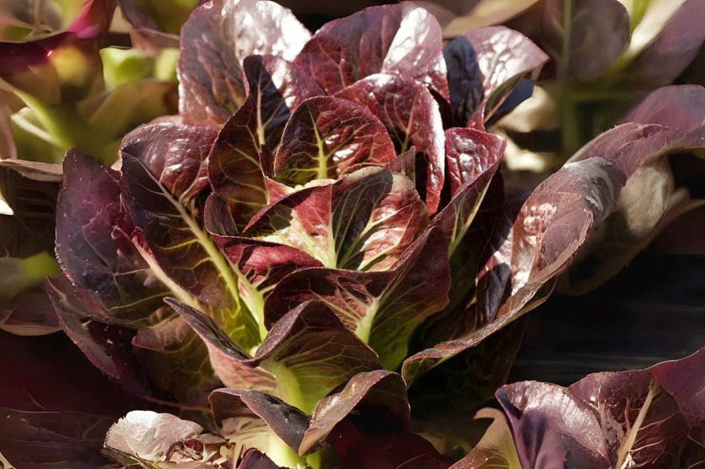 700 Rouge De Hiver Red Romaine Lettuce Seeds: Heirloom Garden Variety