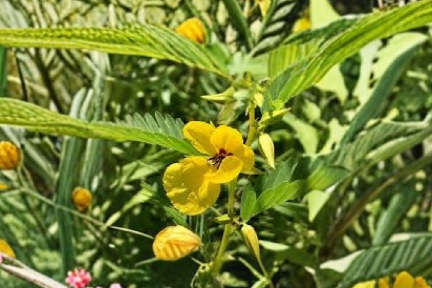 100 Partridge Pea Seeds – Chamaecrista fasciculata – Native Wildflower – Pollinator Plant – Nitrogen Fixer