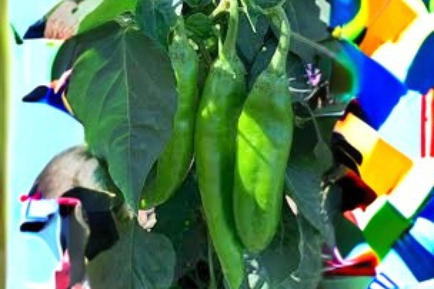 Lumbre Hot Pepper Seeds: Spicy Non-GMO Chili - 250 mg