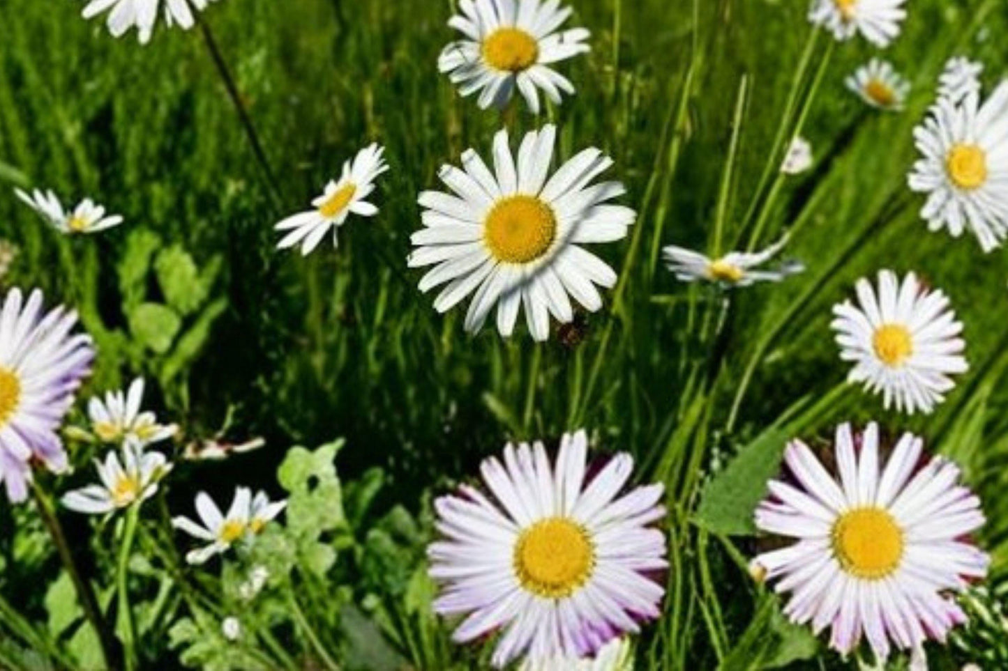 100 Oxeye Daisy Seeds – Leucanthemum vulgare – White Wildflower – Cottage Garden Flower