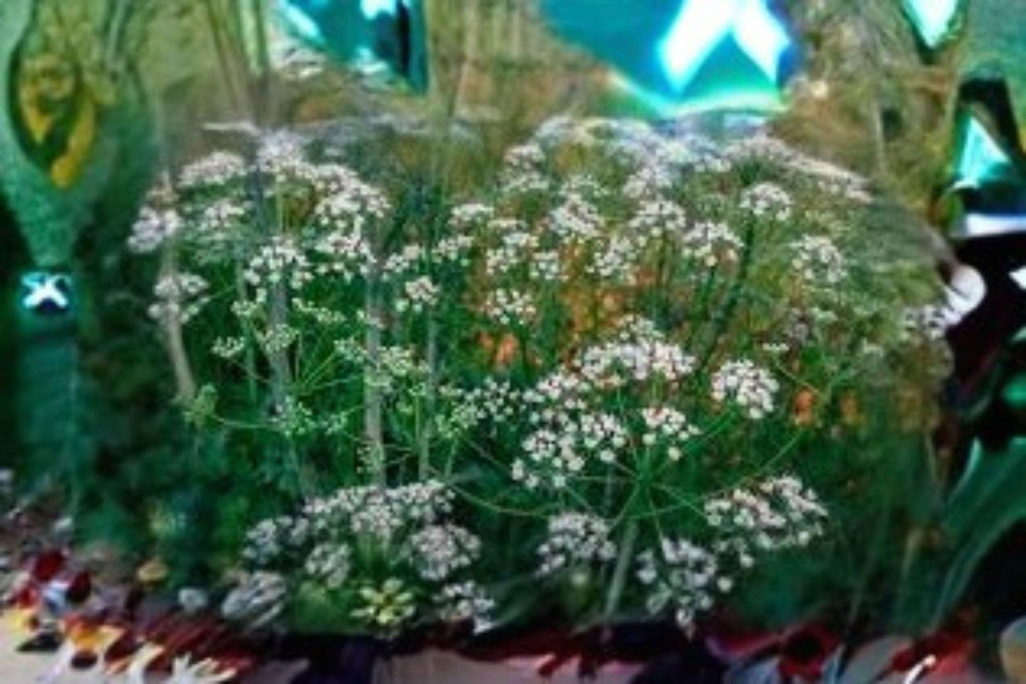100 Seeds Anise Herb | Heirloom Non-GMO | Fragrant Culinary & Medicinal Herb for Garden
