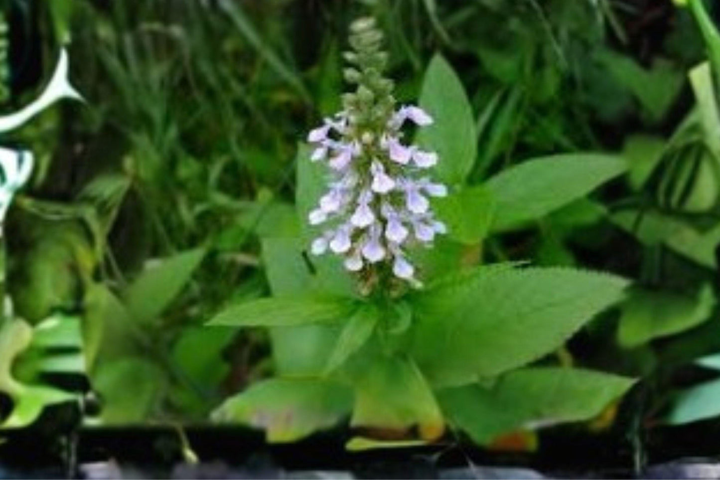 40 American Germander Seeds – Teucrium canadense – Native Wildflower – Pollinator Plant – Moist Soil Perennial