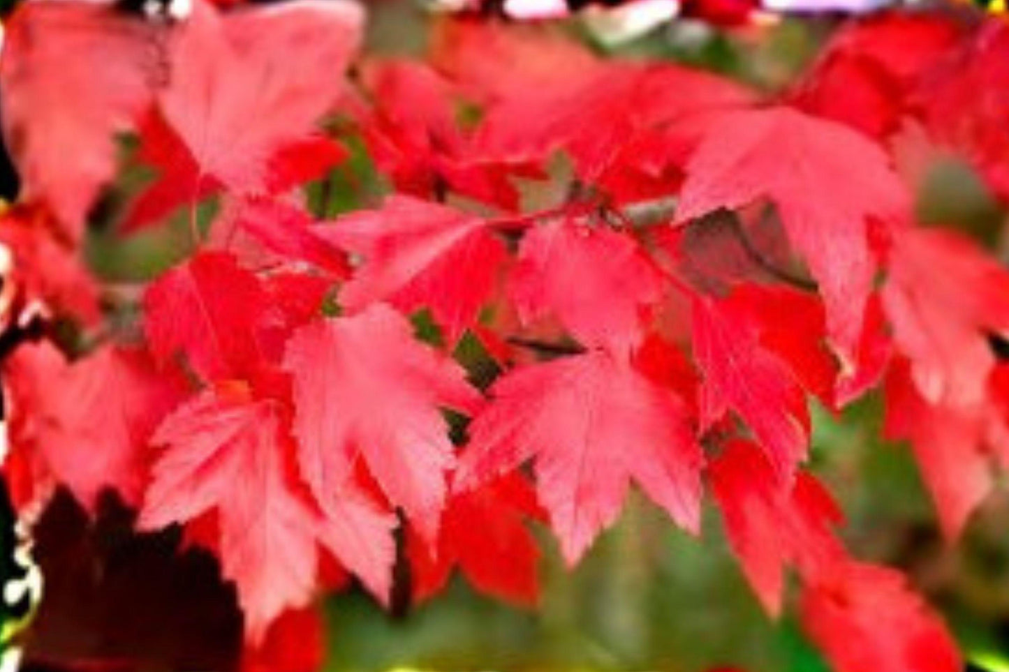 10 Seeds for Planting Acer rubrum – Northern Red Maple, Brilliant Fall Color Shade Tree