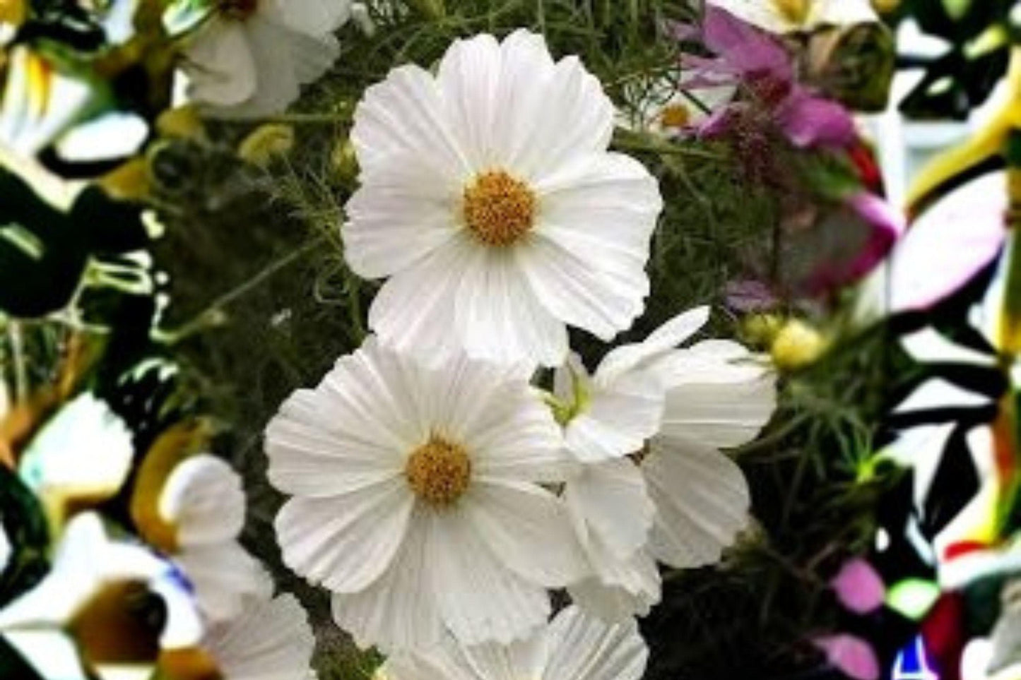 100 Cosmos Purity Seeds: White Annual Flower, Pollinator Friendly