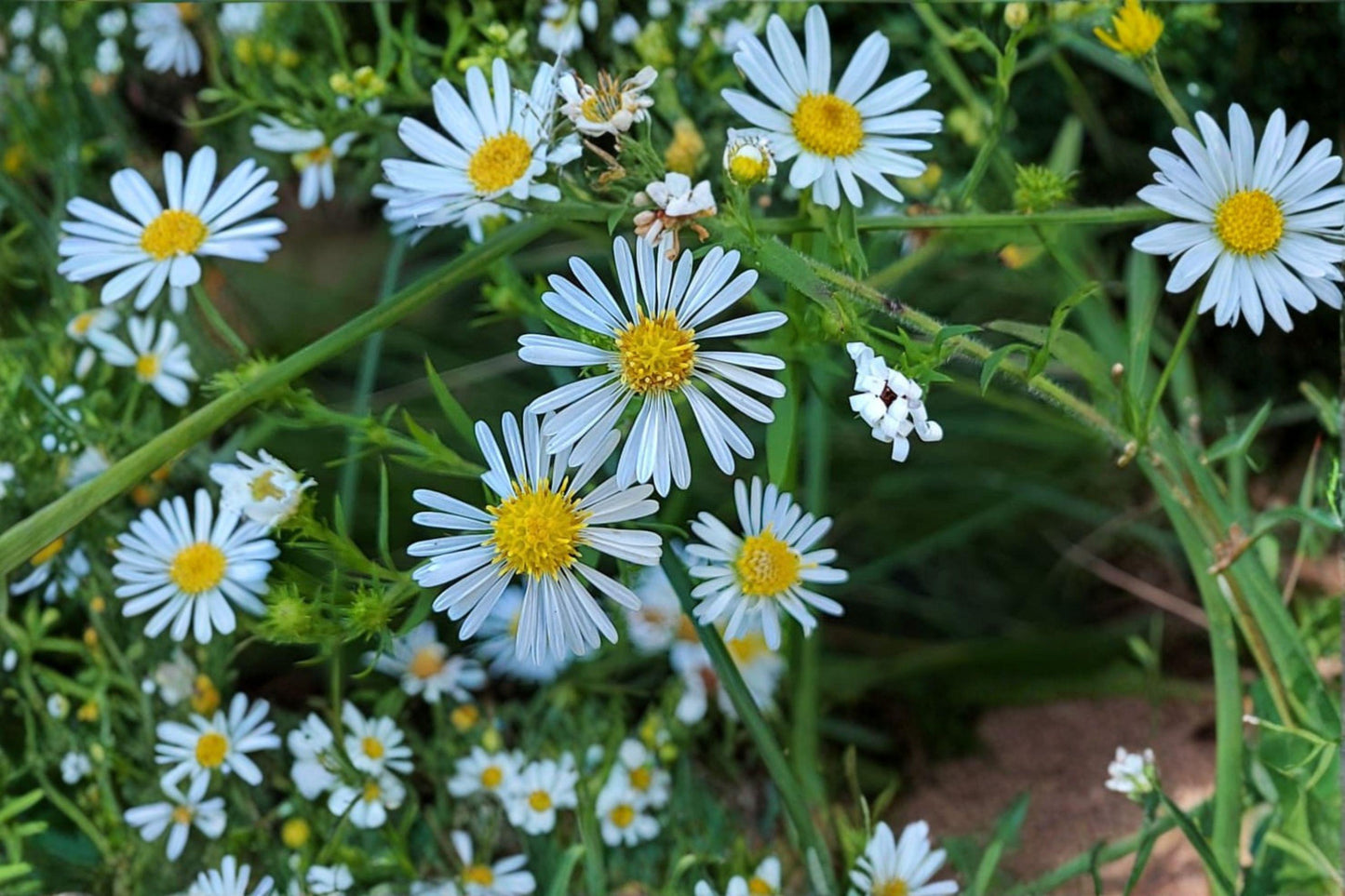100 Heath Aster Seeds: White Wildflower, Pollinator Perennial