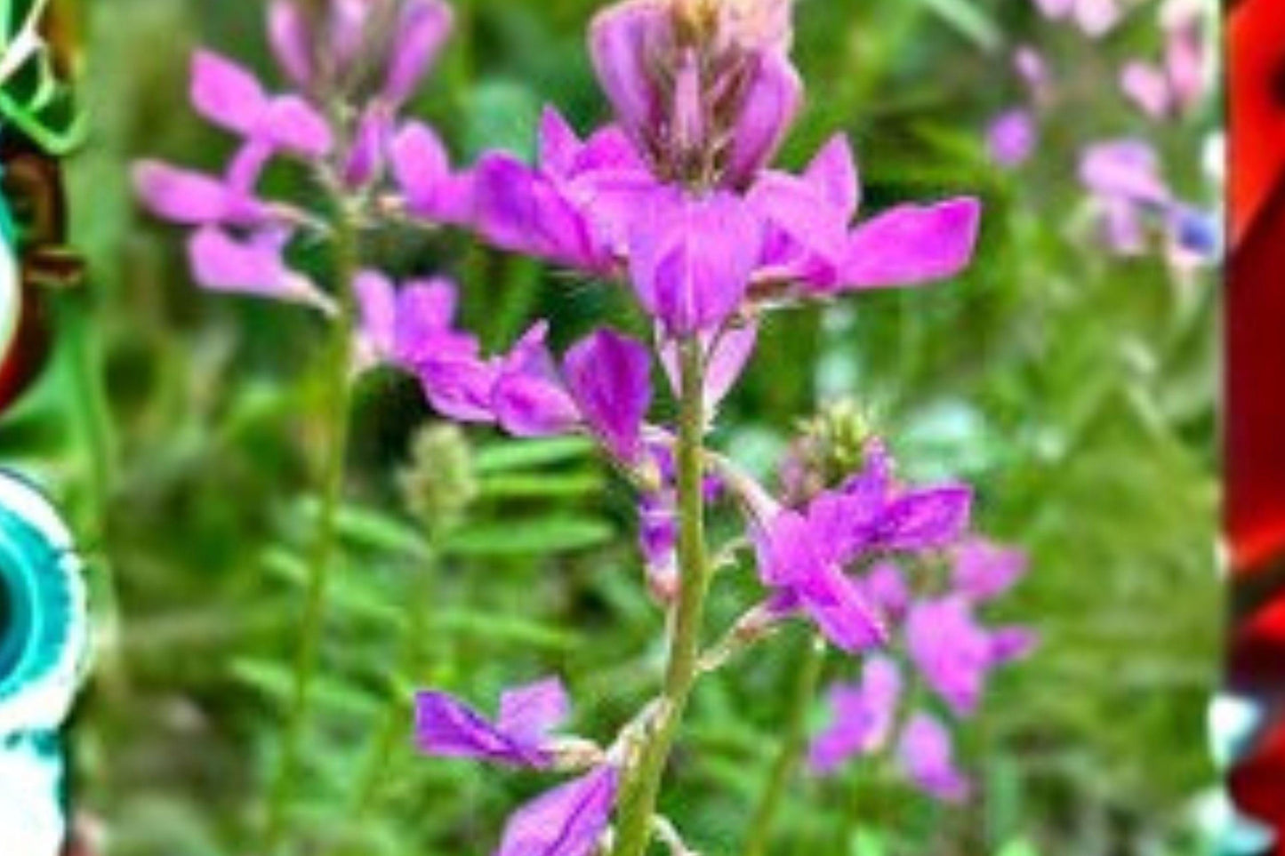 25 Seeds Hedysarum boreale — Utah Sweetvetch, Drought-Tolerant Native Wildflower for Pollinators
