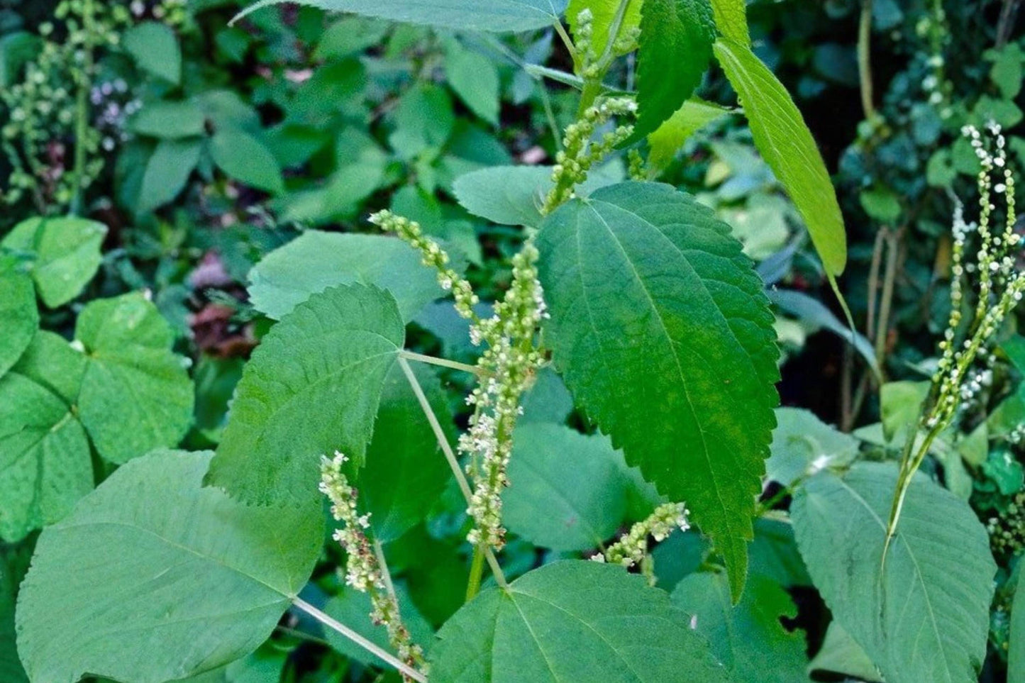 100 Smallspike False Nettle Seeds – Native Wetland Perennial