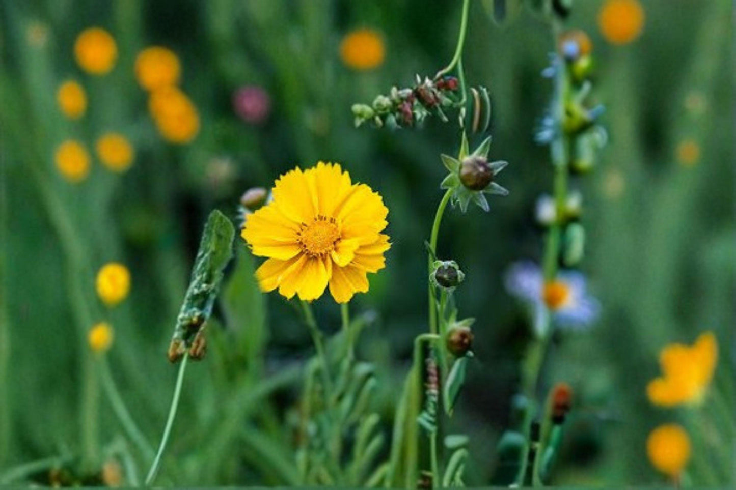 100 mg Coreopsis Lance-Leaved Dwarf Seeds β Bright Yellow Blooms, Easy Native Wildflower for Pollinators