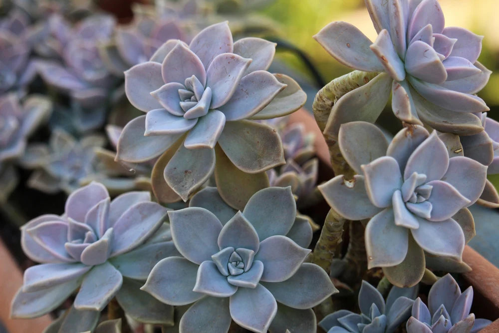 ghost plant succulent propagation 2 Echeveria Ghost Plant Cuttings – Unrooted Succulent Stems for Propag – Jayme Garden