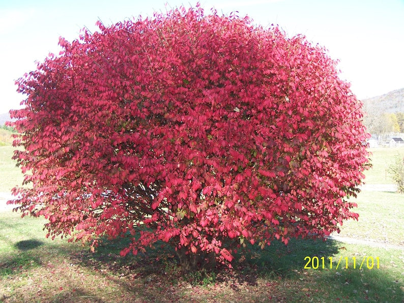 Burning Bush Plant 4" Container Euonymus Alatus 'Compacta' Rooted Hedge Plant for Garden Zones 4-9