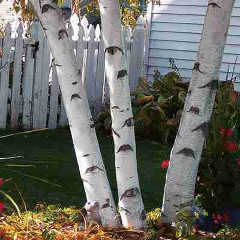 Paper White Birch Tree 3-Pack 18-24" Betula papyrifera Smooth Bark Fast Growing Trees for Landscapes