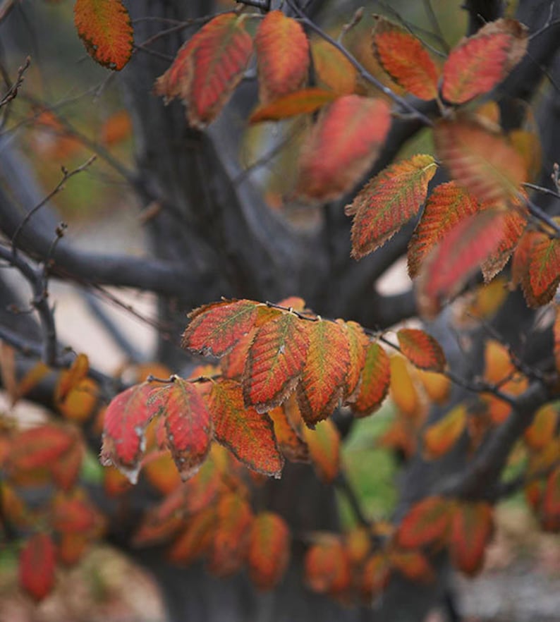 American Hornbeam Trees 2 Pack 12 Height Carpinus Caroliniana american-hornbeam-trees-2-pack-12-height-carpinus-caroliniana