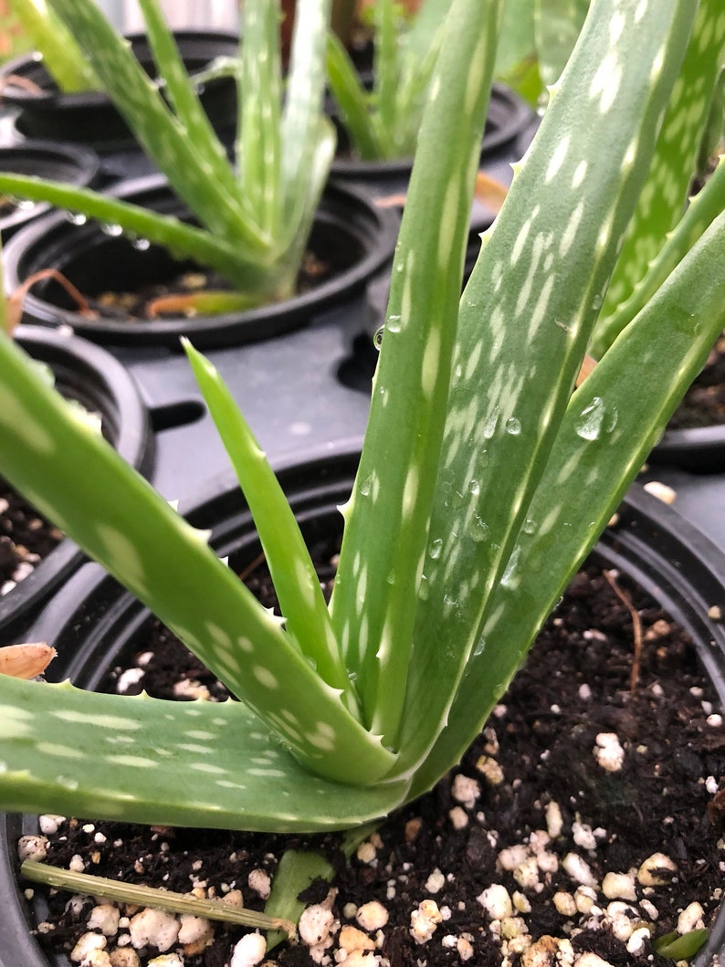 spiky aloe succulent plant Organic Aloe Plant in 2.5-inch Pot, Aloe barbadensis Miller, Tender Su – Jayme Garden