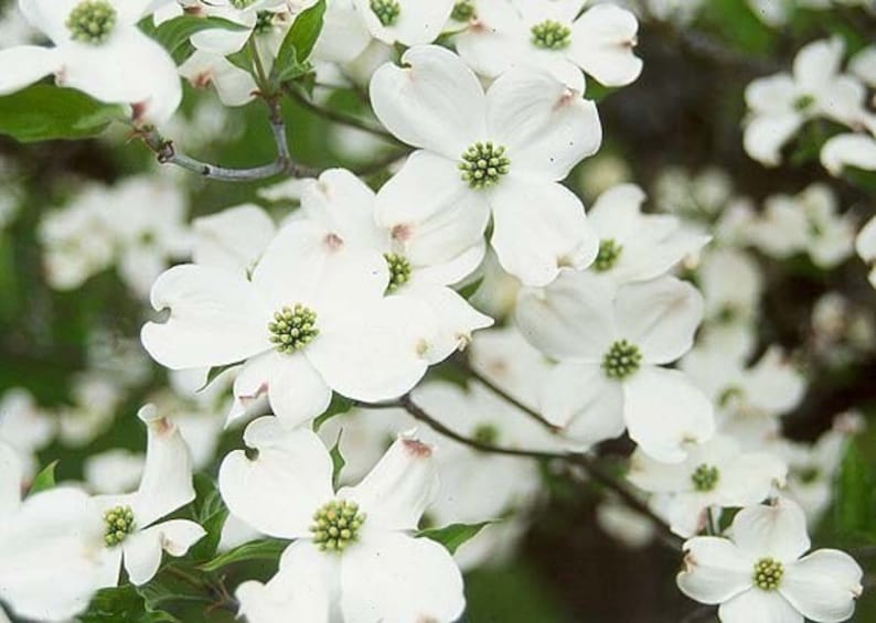 White Flowering Dogwood Tree 2-3' - Cornus florida - Native Flowering Tree with White Flowers and Scarlet Fall Foliage